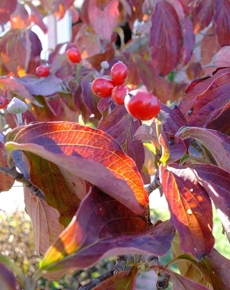 leaves-990549_1280.jpg