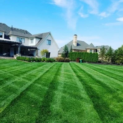 A new RTF lawn just two seasons after seeding from bare soil.