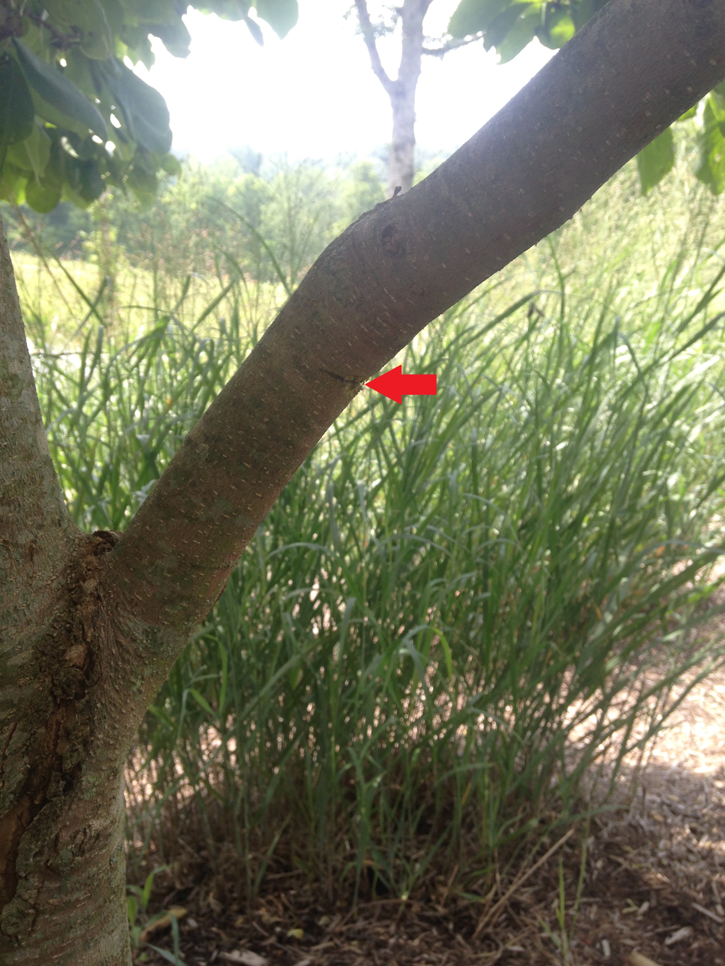 Step 1: cut a notch (red arrow) on the underside of the branch about a third of the way through