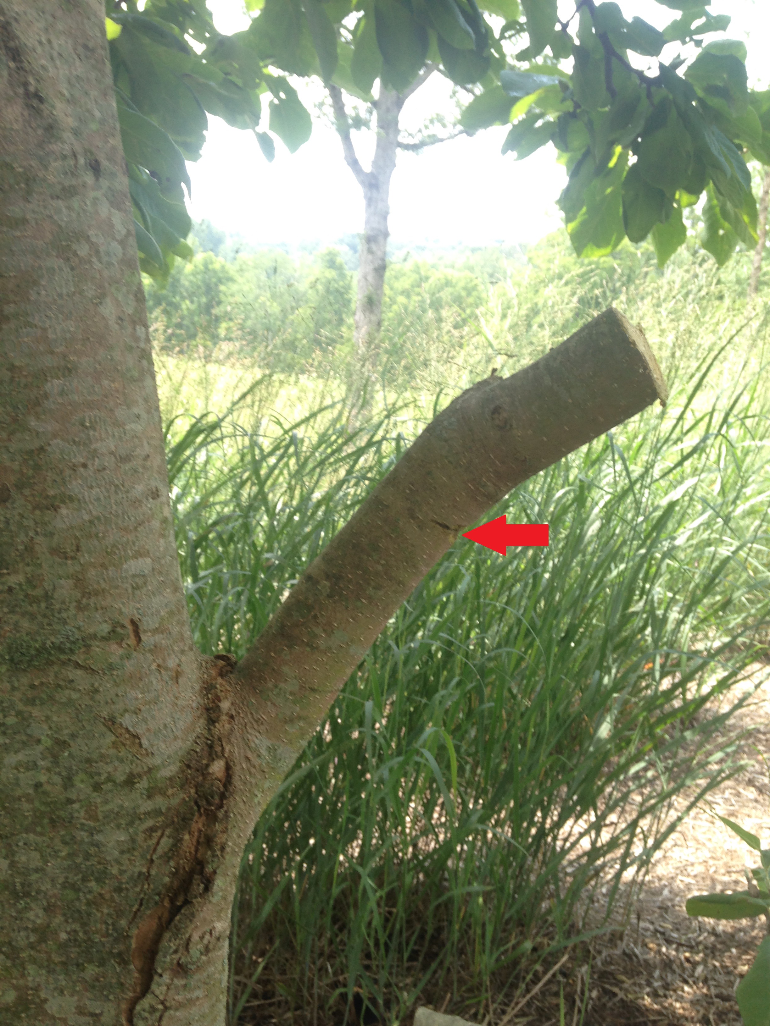 Step 2: cut the branch all the way through at least 4-6” past the notch (red arrow) you cut in step 1
