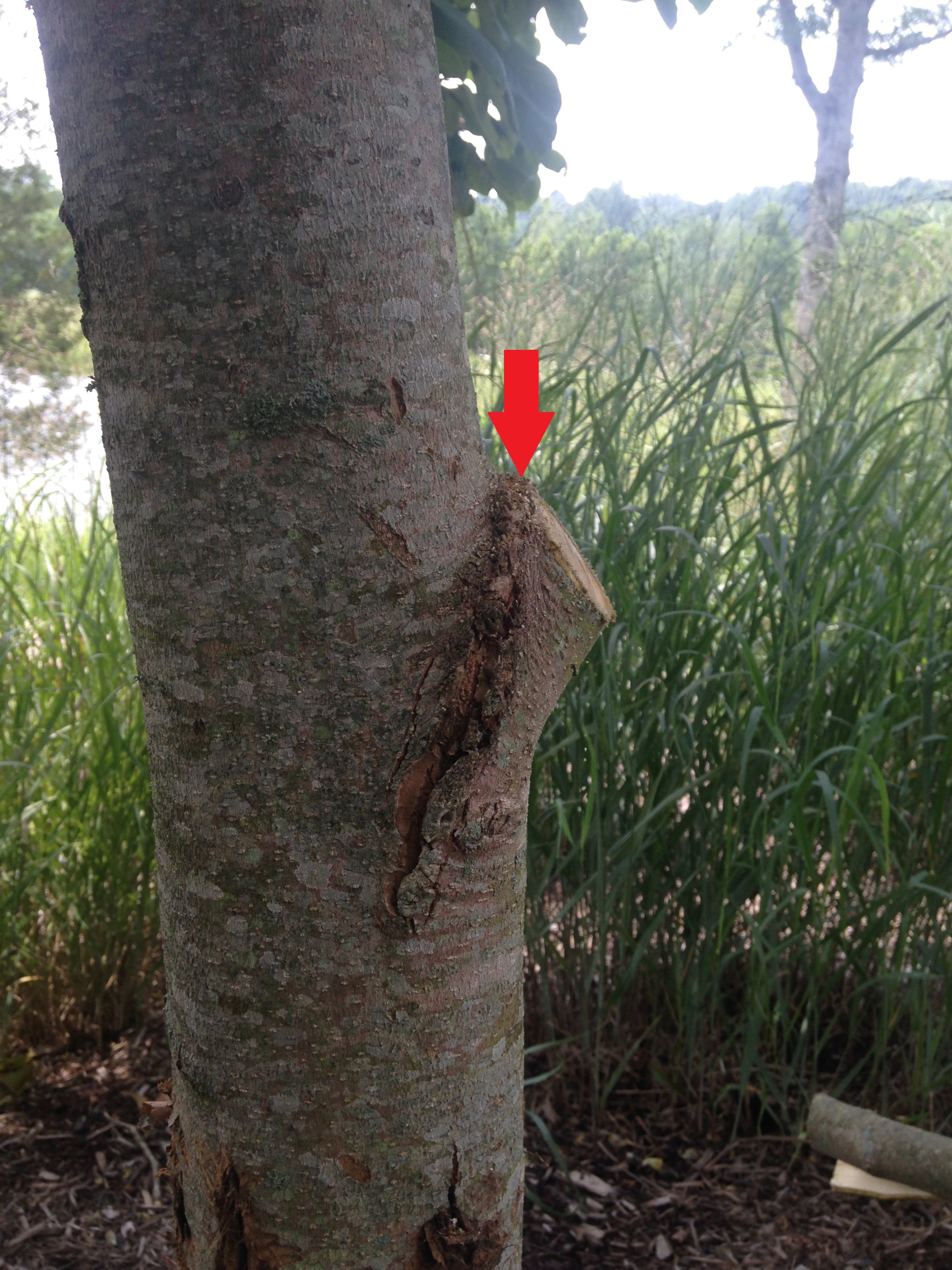Step 3: make your final cut just outside the bark ridge (red arrow) at an angle away from the tree