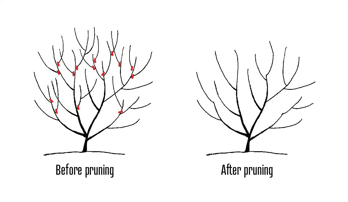 Diagram of proper shrub pruning to reduce overall size. Click to view larger.