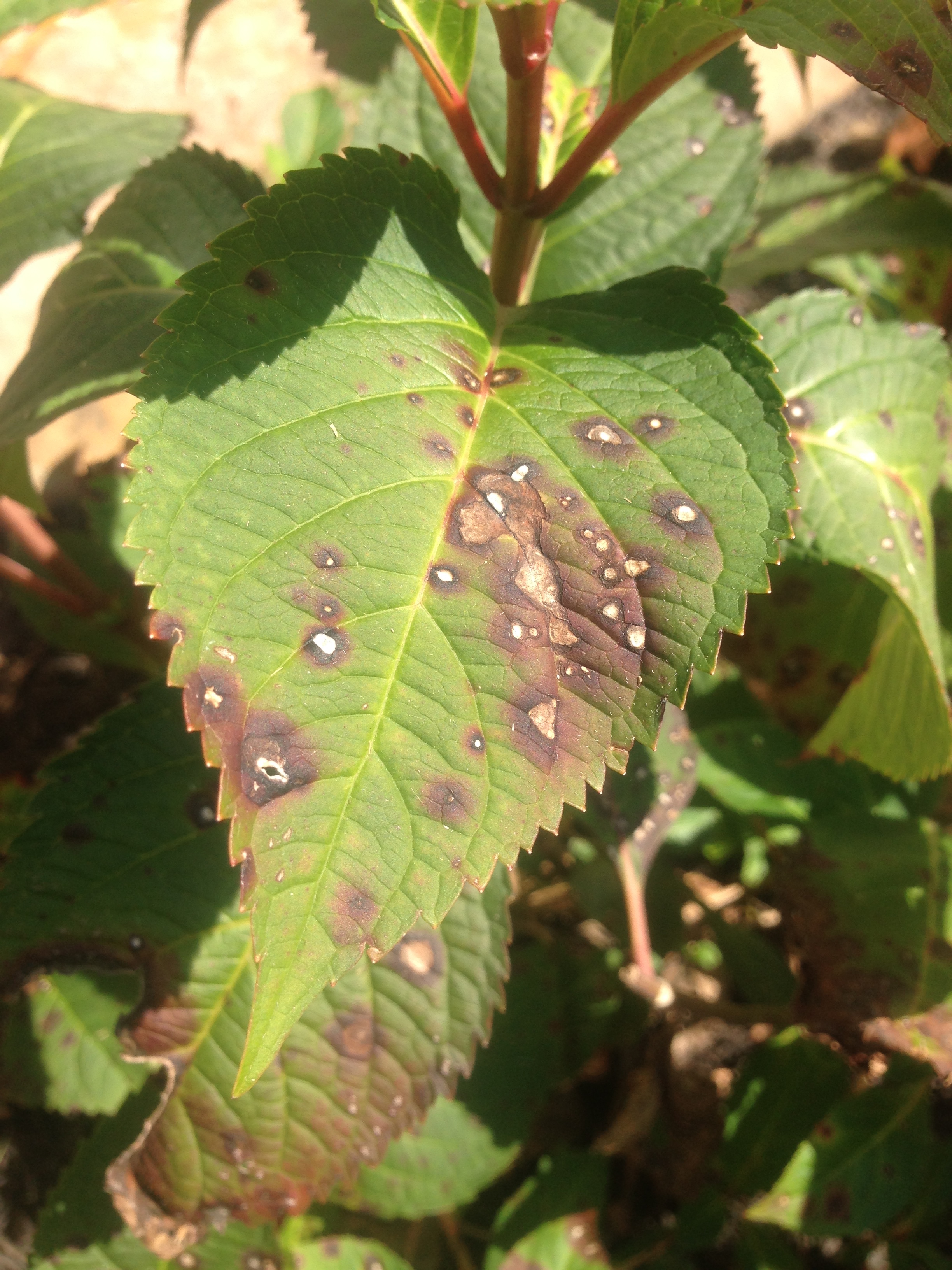 Hydrangea leaf spot on a mophead hydrangea