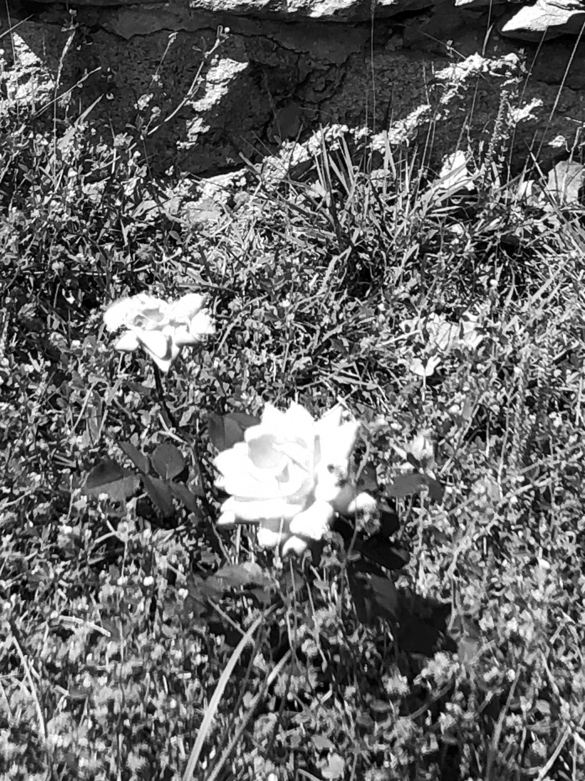 In this my Fortieth Year Part Two