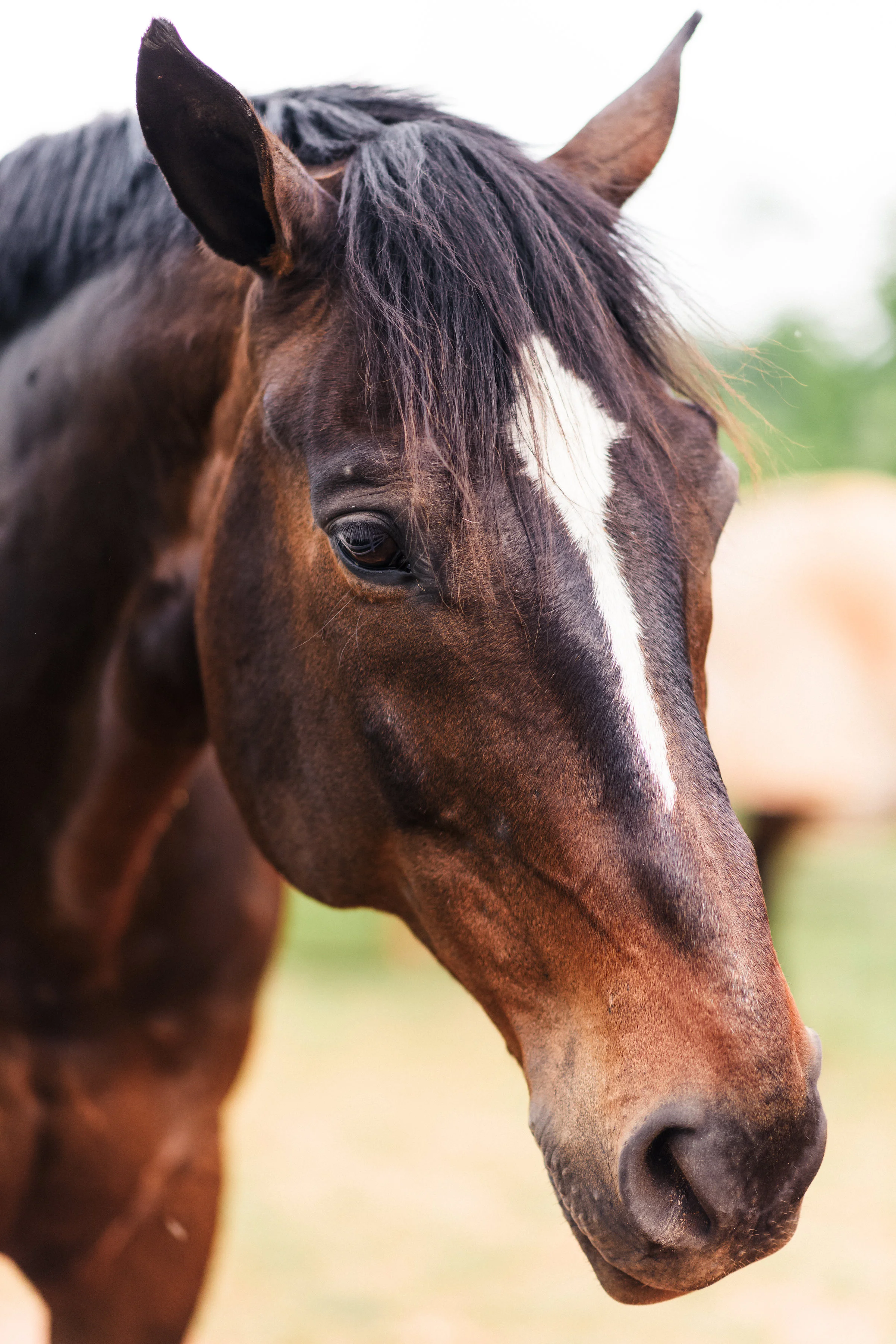 When Horses Steal the Show