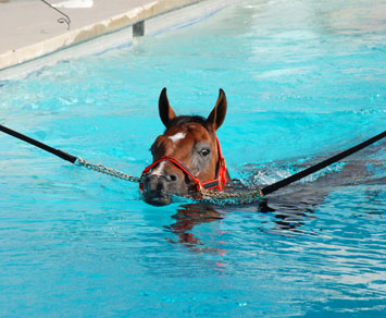 Photo from http://www.sanctuaryequinerehab.com/pool_treatment.html