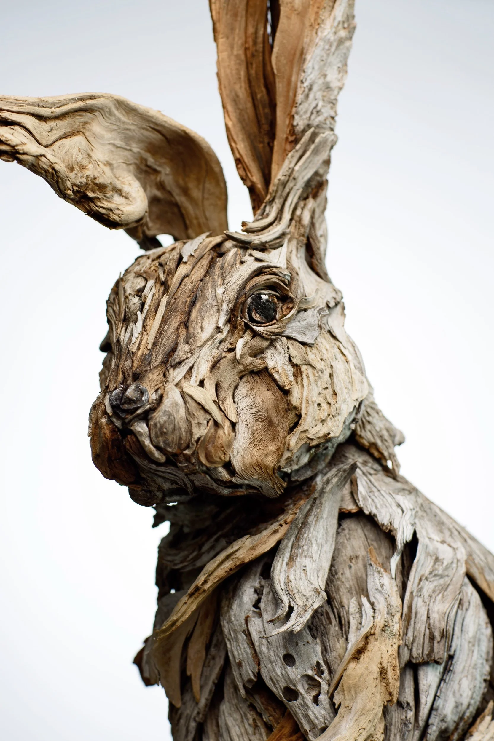 bunny portrait 4.jpeg