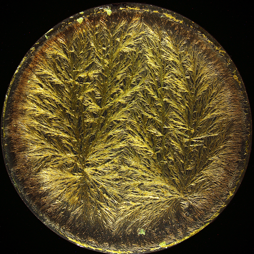 Biocrystallisation of Urtica dioica (Stinging nettel) on 10 cm diameter glass plate