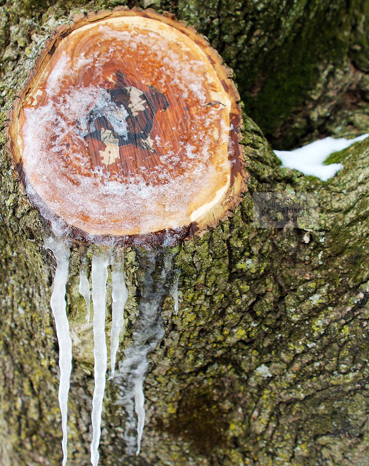 Weeping oak