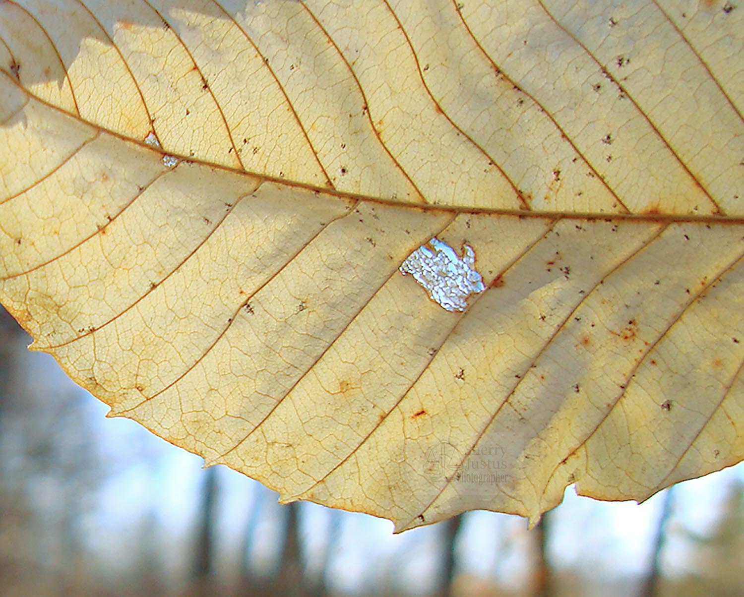 Tattered beech