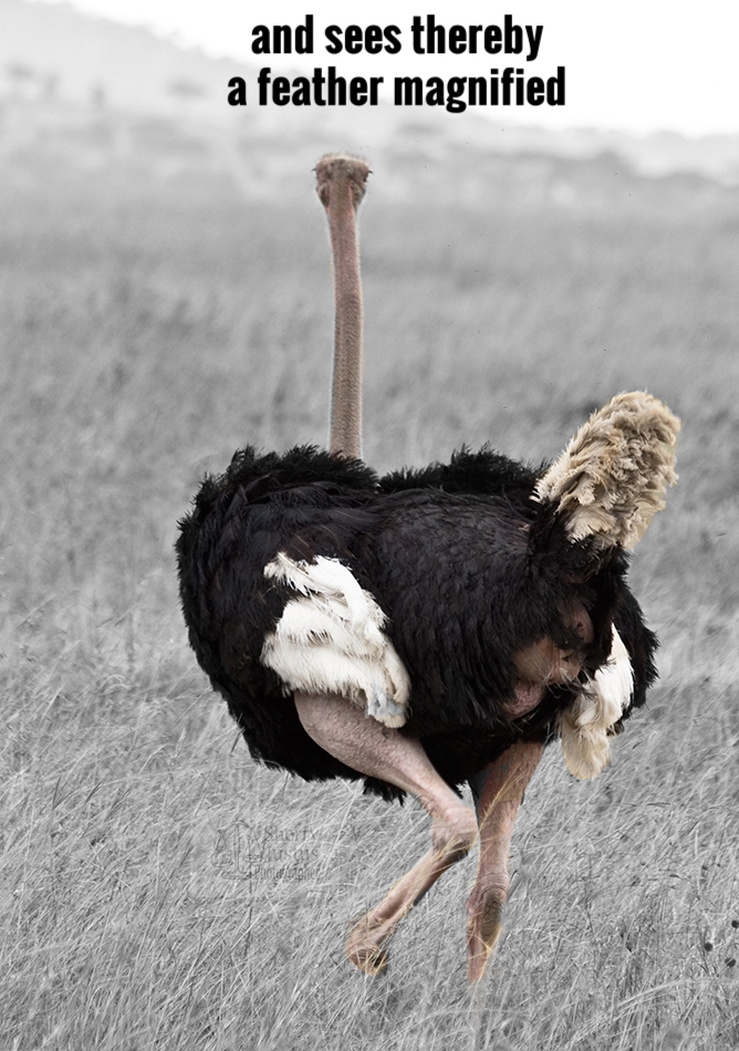 D_ostrich2_beston.jpg