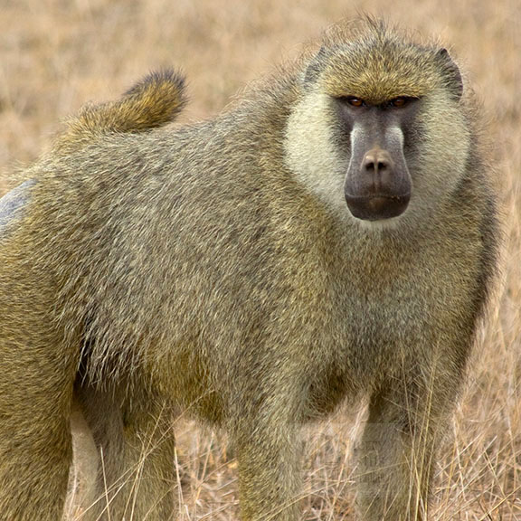 baboon2.jpg