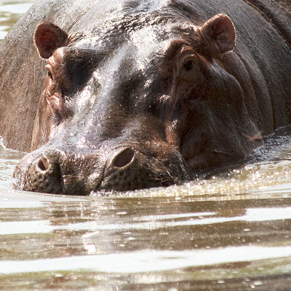 hippo2.jpg