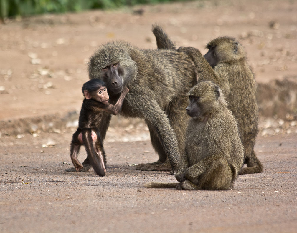 Baboon mothers and infants are in almost constant contact for the first few months.