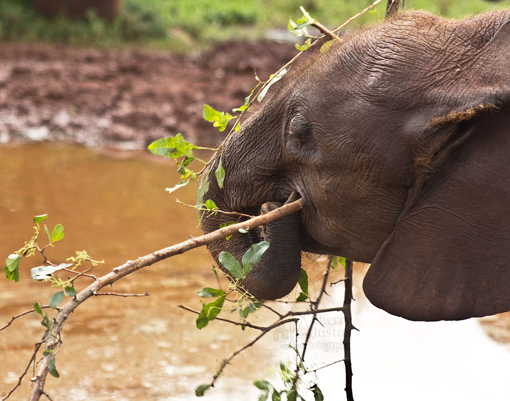 Elephants recognize themselves in mirrors and use tools of their own design.
