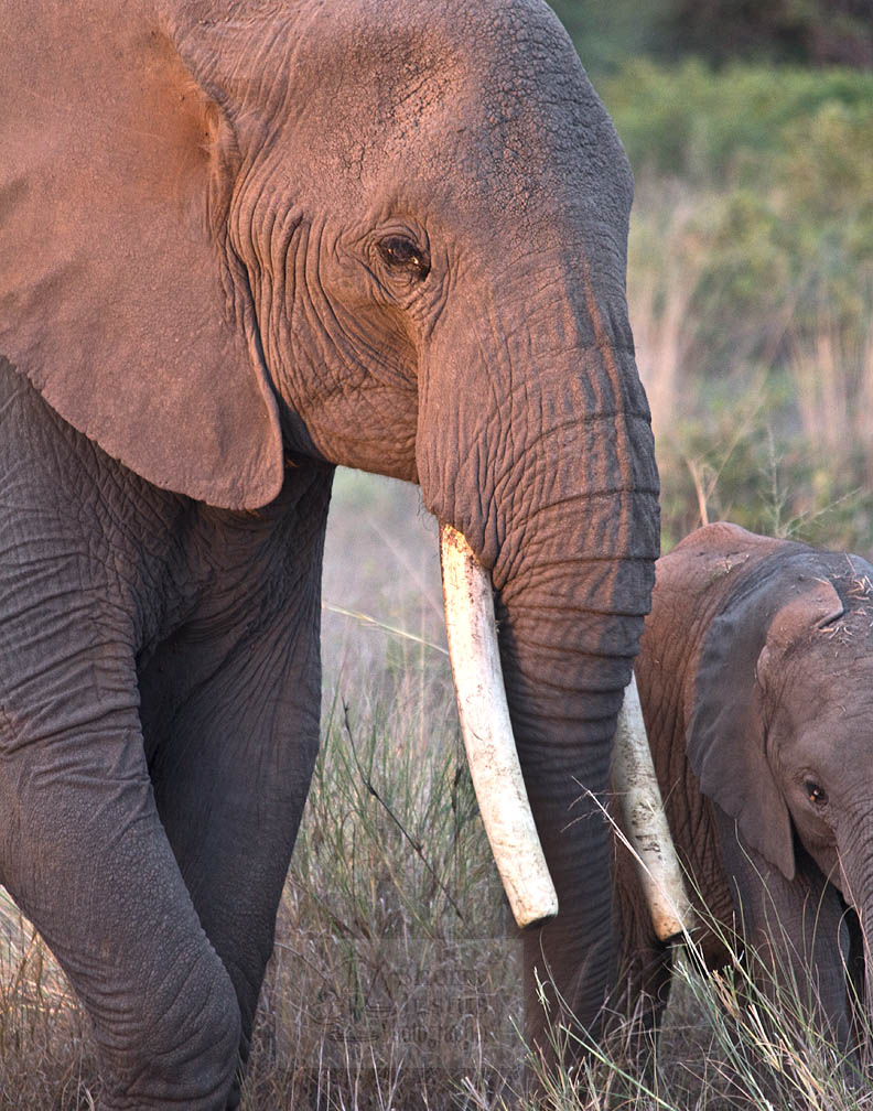 Elephant mother-daughter bonds can last 50 years.