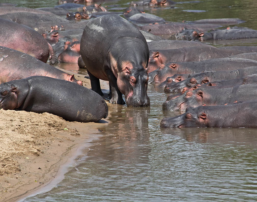 A dominant male hippo will defend his place to the death.