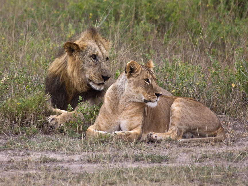Lionesses prefer lions with darker, thicker manes: appearances matter.