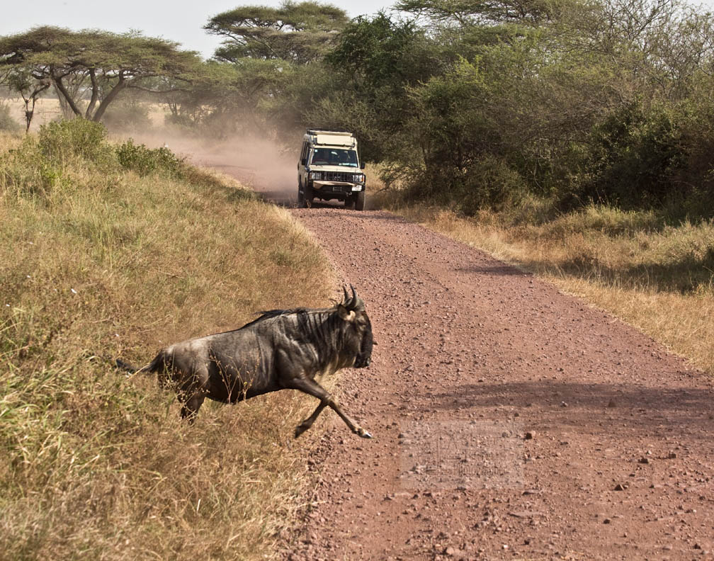Wildebeest pick up stakes and move frequently.