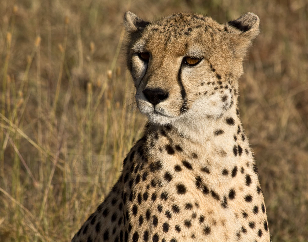 Cheetahs make distinct facial expressions to signal their moods.