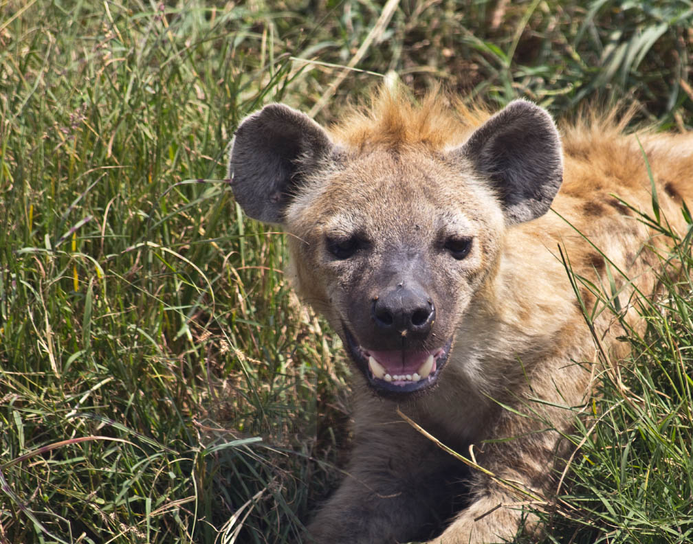 Hyenas don't "laugh"; the sound they make is more like a nervous chuckle, showing submission to more dominant hyenas.