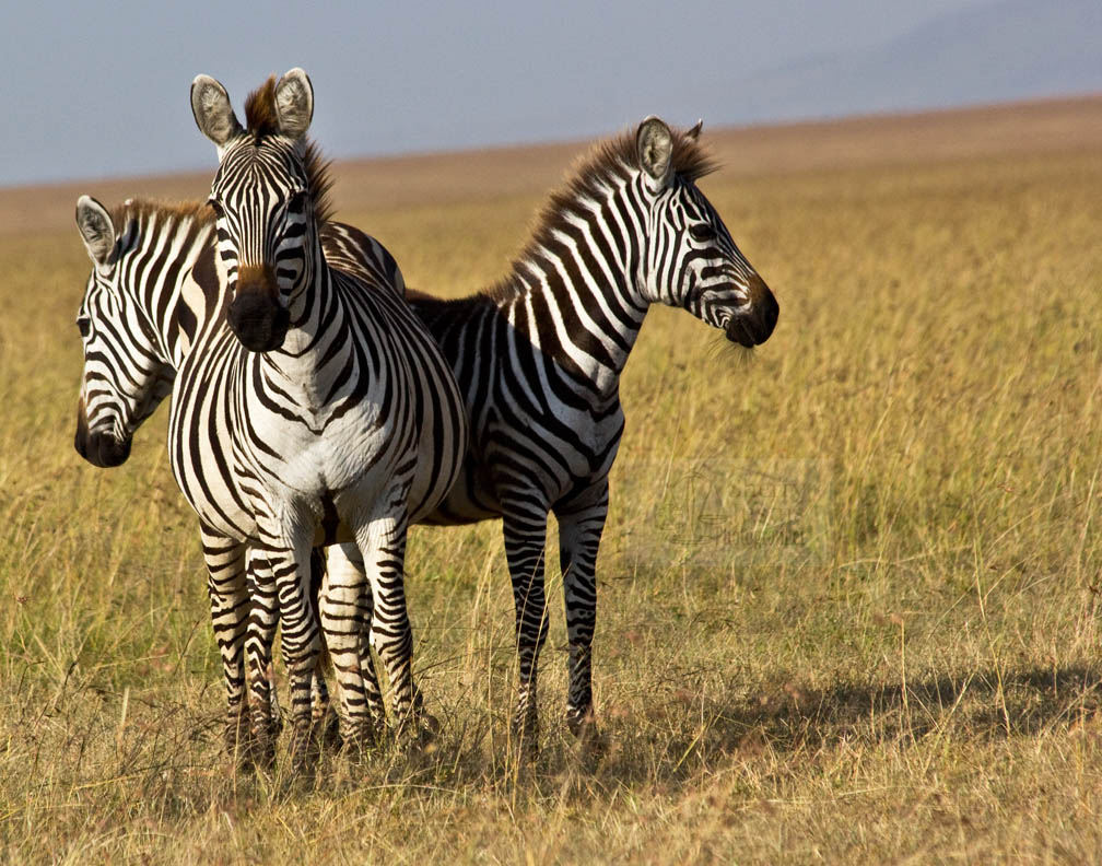 Zebras search for one who is lost...individuals matter.