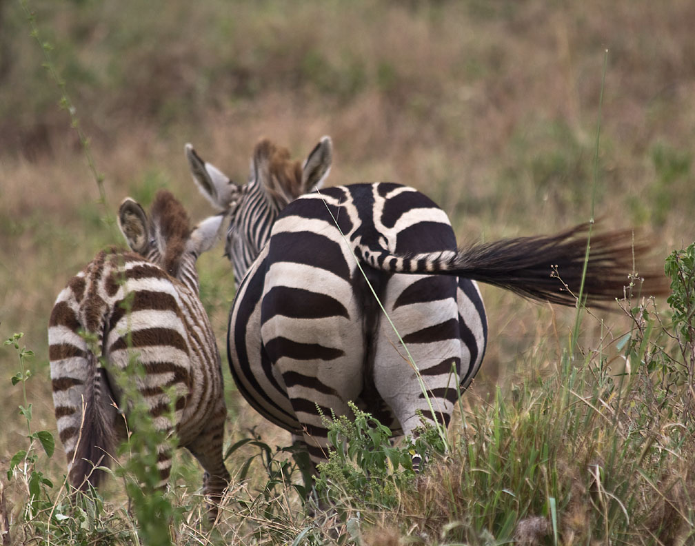 Zebras are born all black or all white and then, as they get older, develop the white or the black stripes they are meant to have.