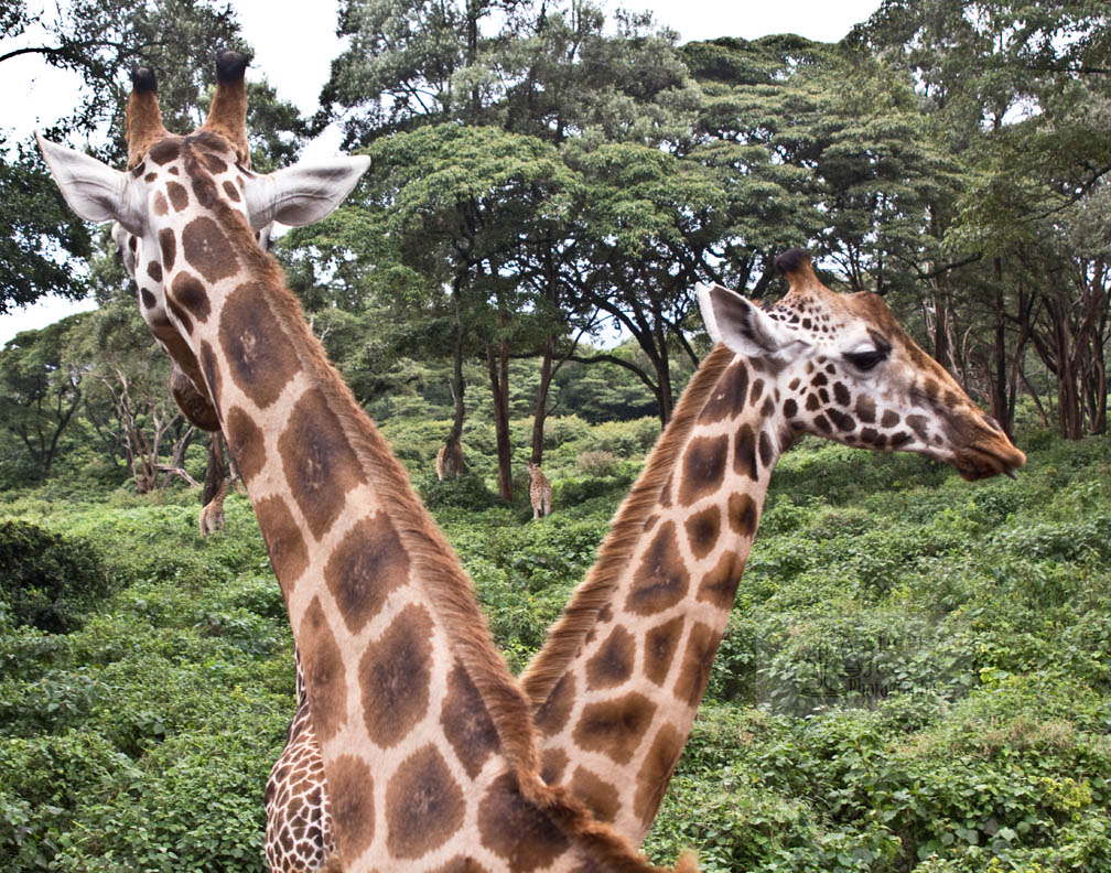 Male giraffes "neck" and have been known to mount each other.