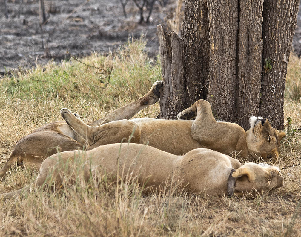 Lions establish close family groups and can spend 2/3rds of the day sleeping.