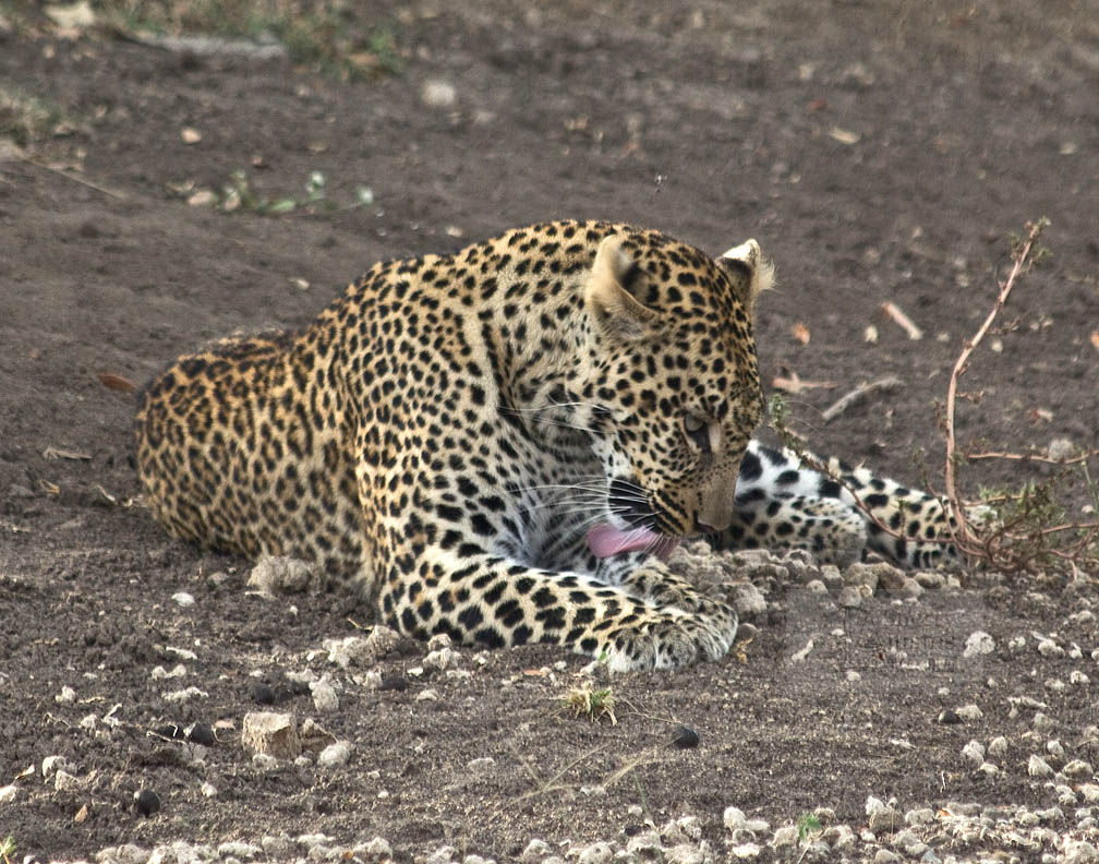 Leopards are loners and spend a lot of their day grooming.