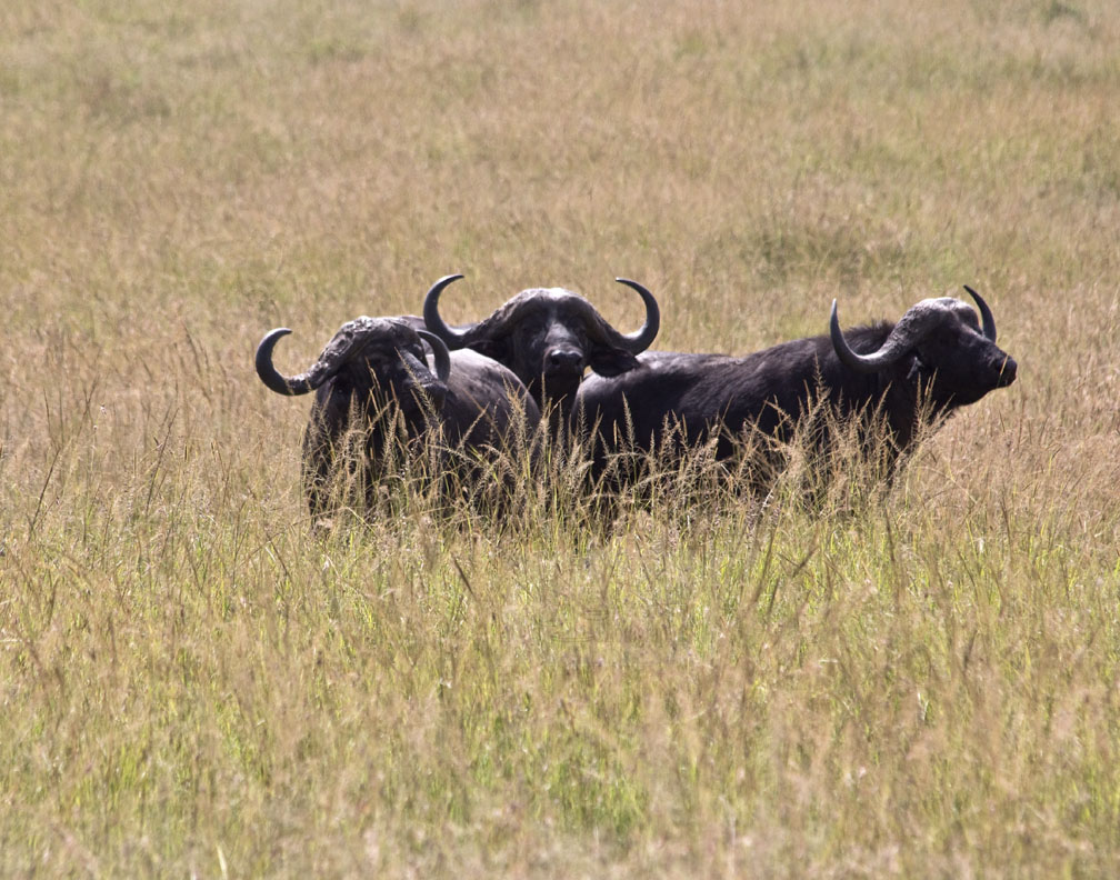African buffaloes come together and "vote" on which direction to take.