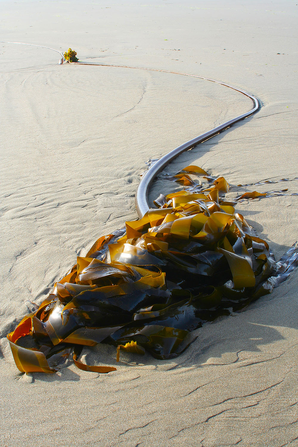 Kelp creature