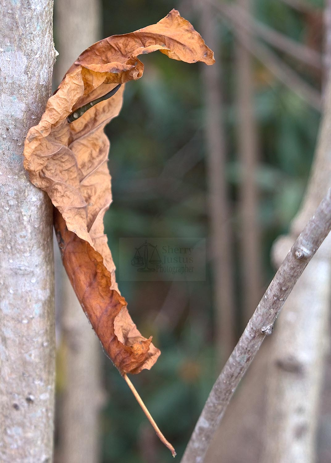 Balanced leaf