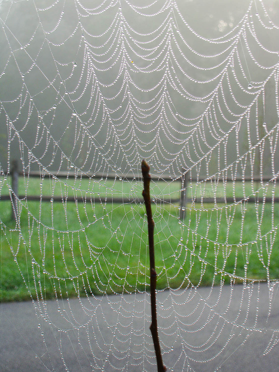 Spider dew