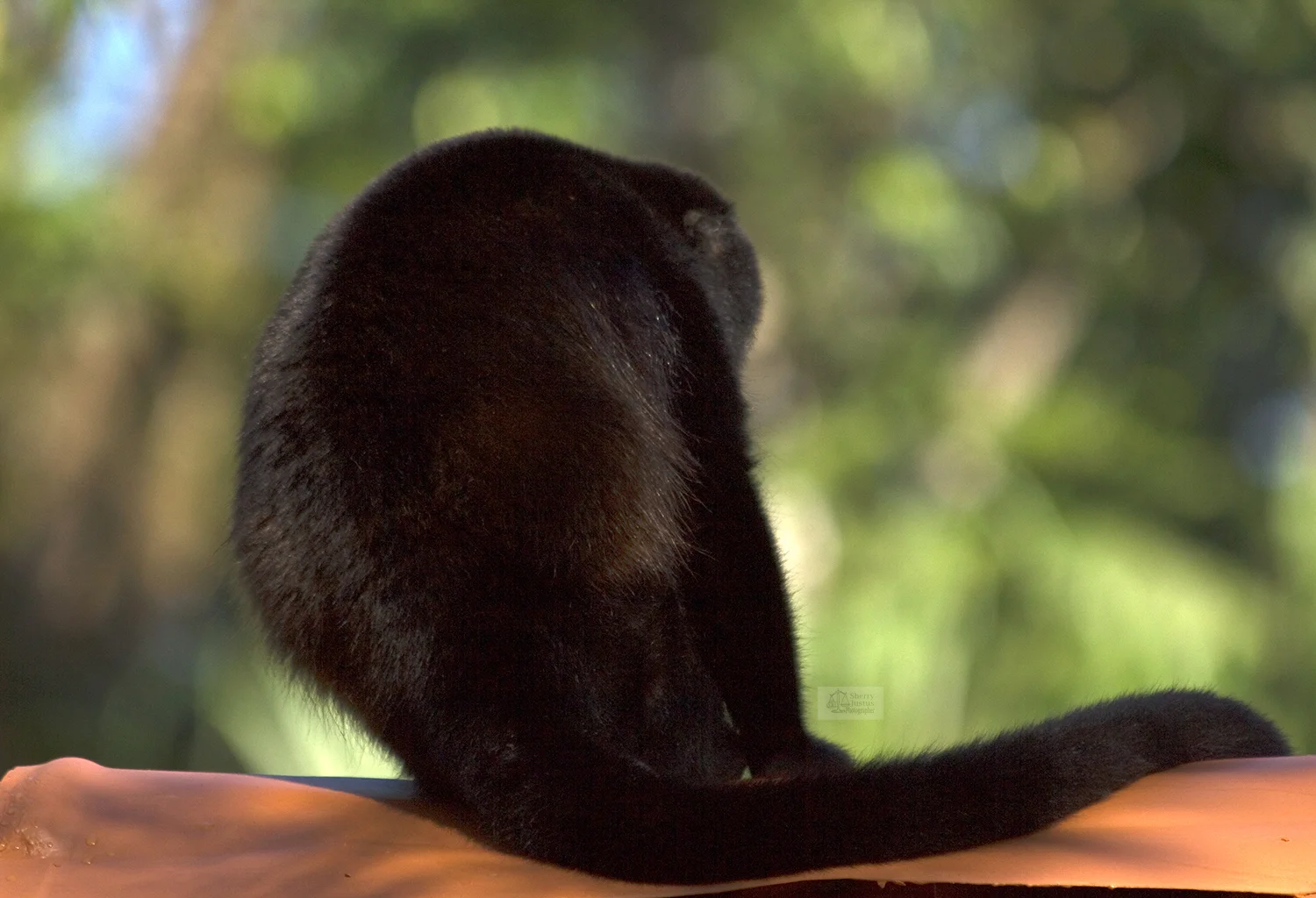 monkey silhouette.jpg