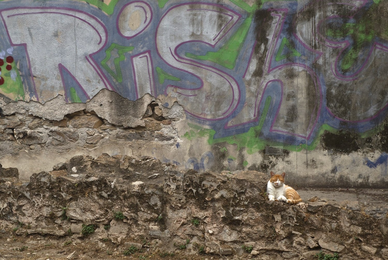 Graffiti cat.jpg