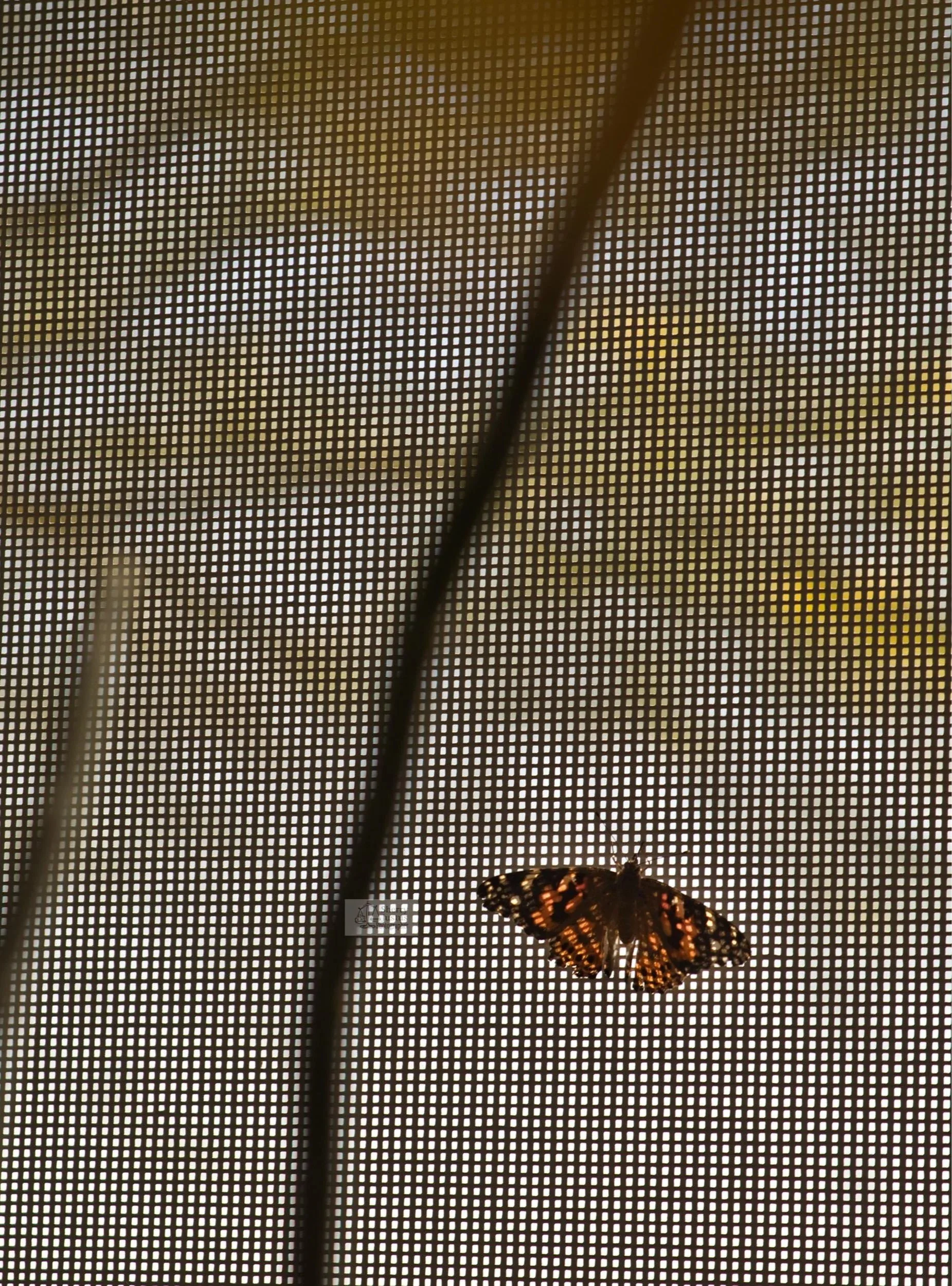 Flutter by