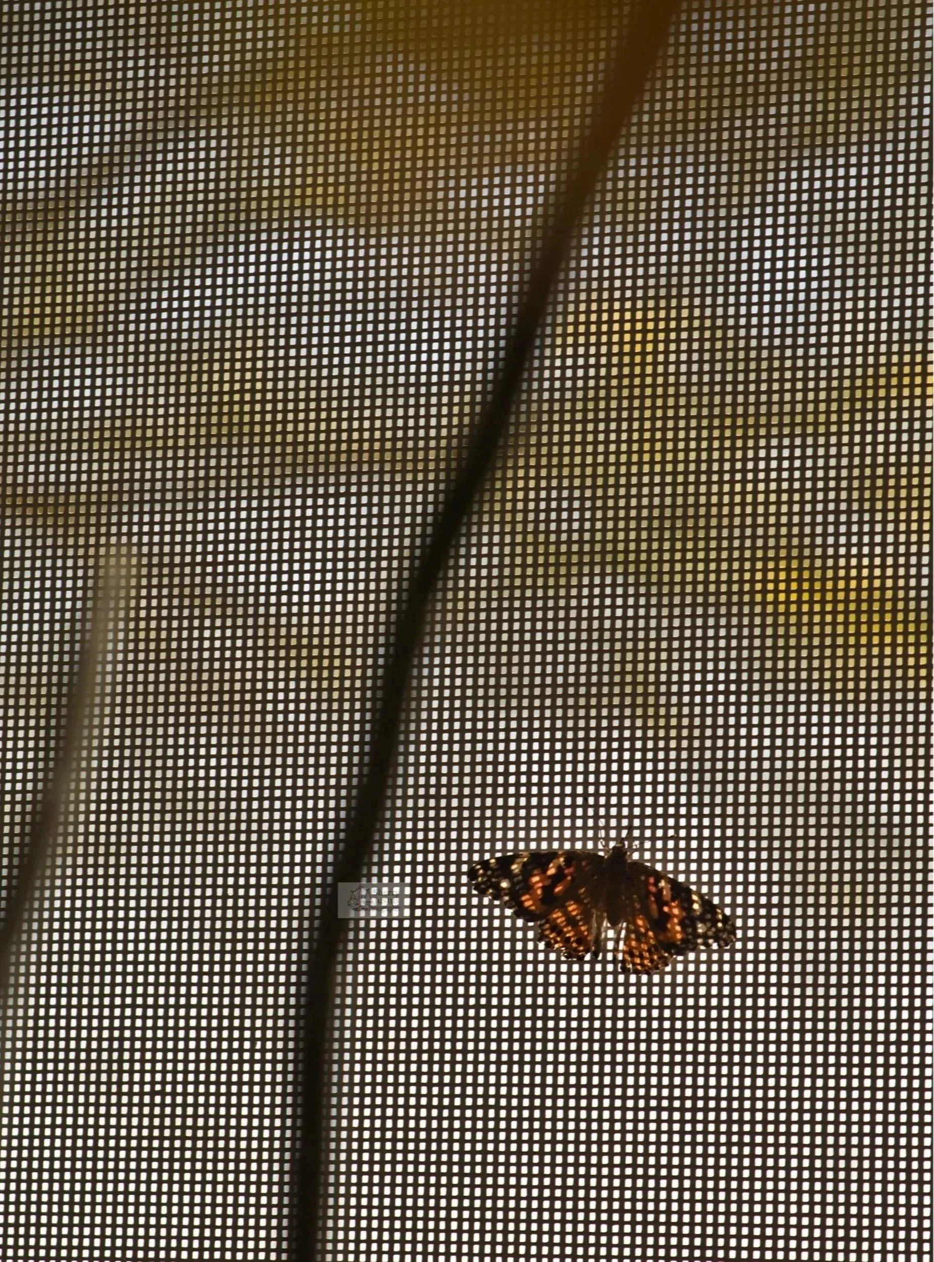 Flutterby