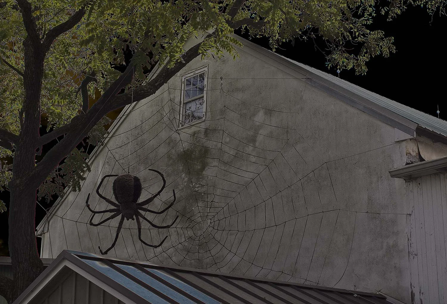 Arachnid