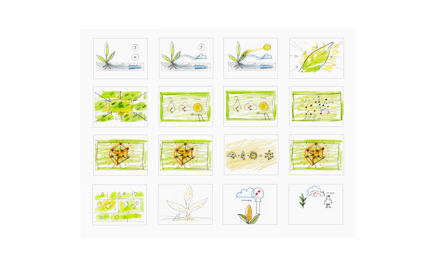 photosynthesis_sketches2.jpg