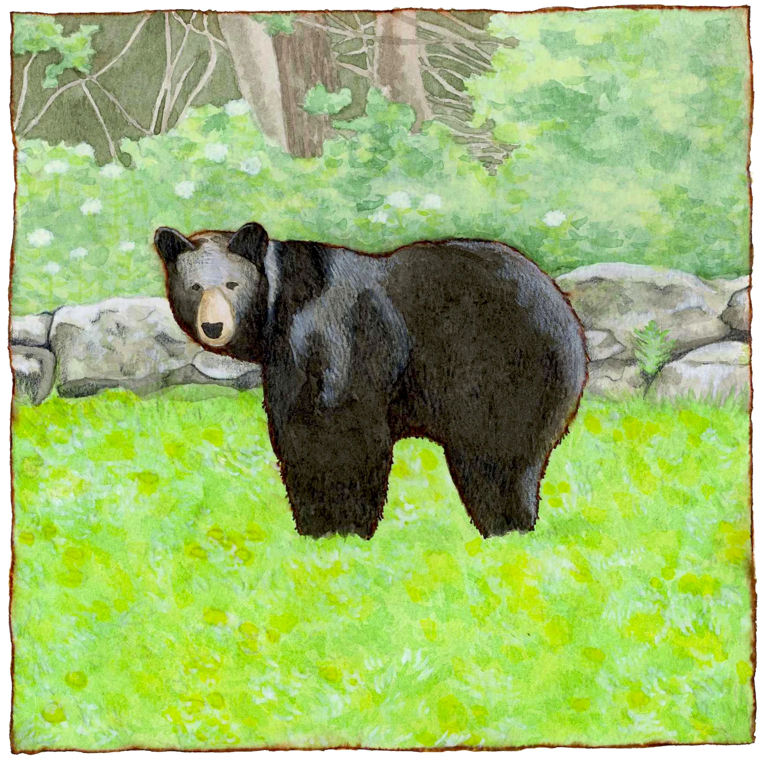 DOWNING DANELIONS