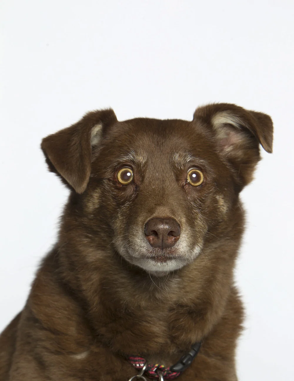 Dogs-4.jpg