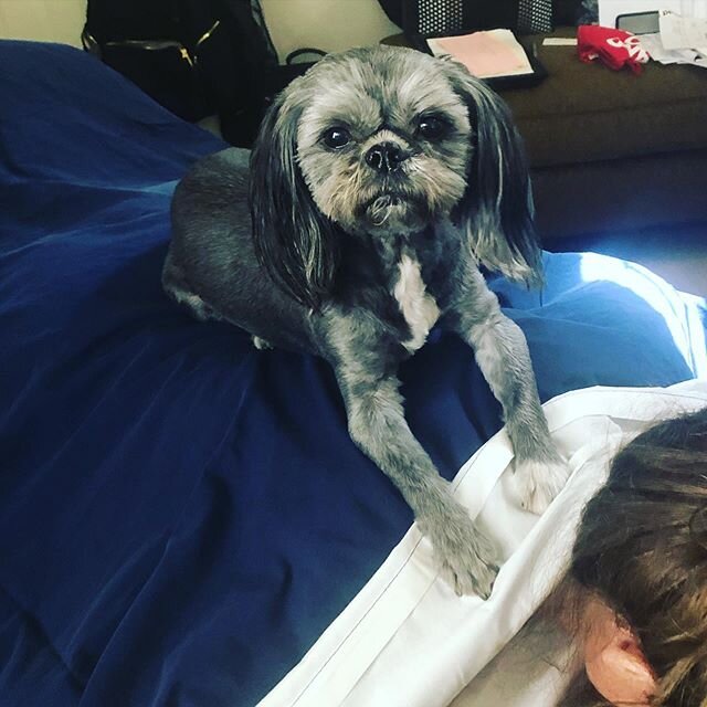Yes! I&rsquo;ll help you massage! Thanks Jet you are the best helper out there! #mcubedmassage #downwarddawgyoga #massagetime#getyourmassageon #massageforhealthandwellness #massagetherapist #dogsmakeeverythingbetter