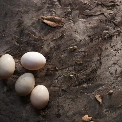 43_I_DuckEggs_v1-018.jpg
