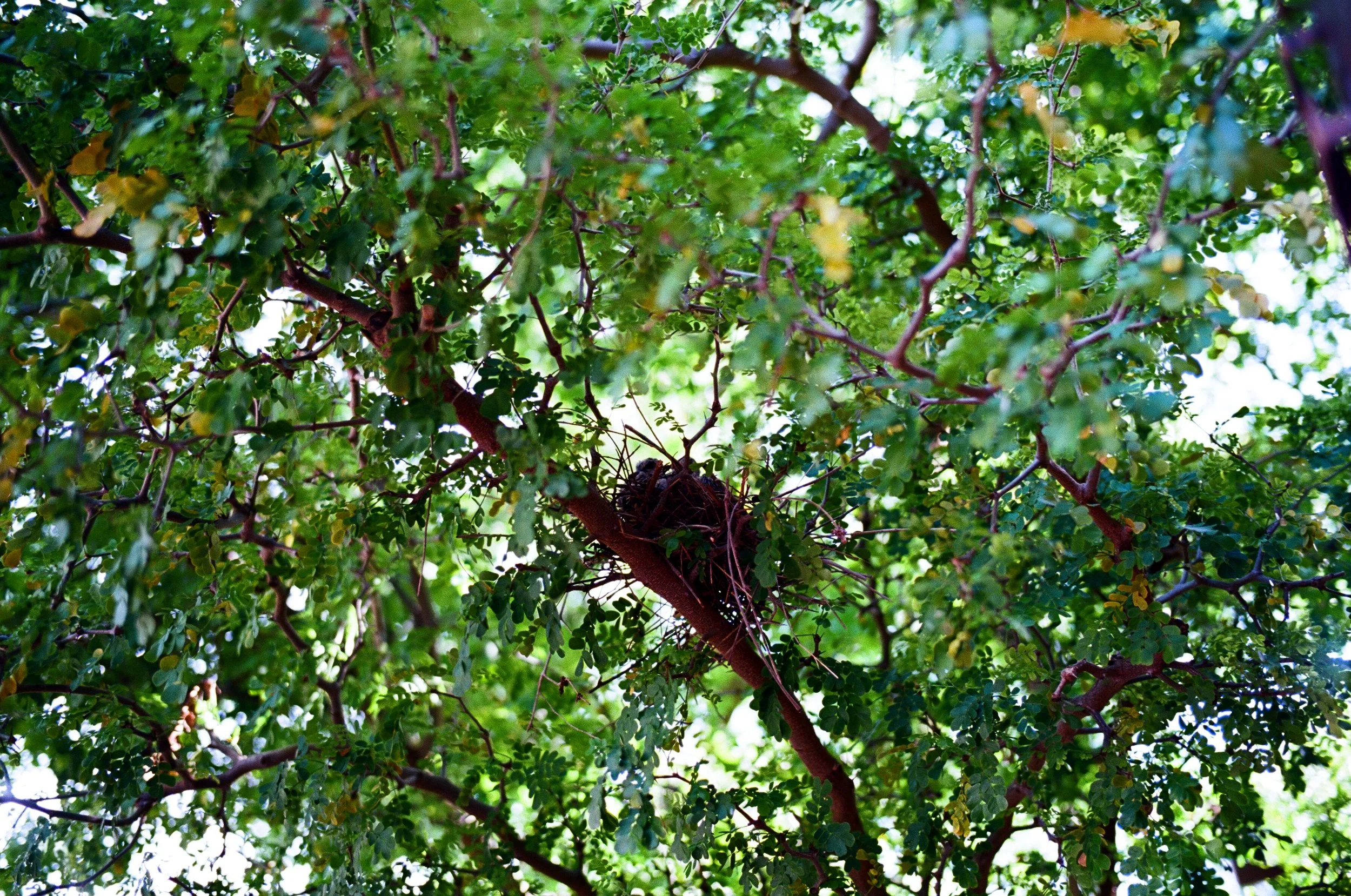  I scared the mother away… 