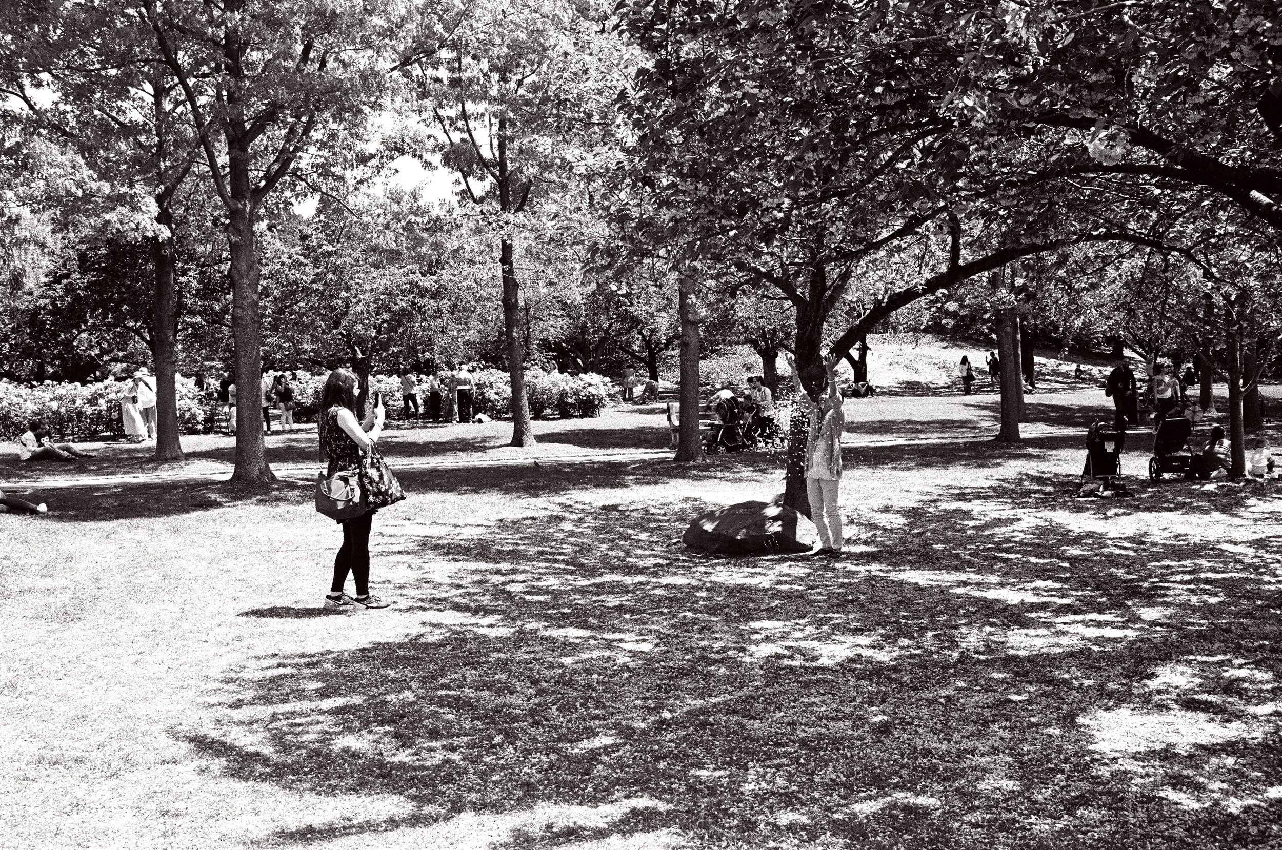  cherry blossoms on the ground equals throw-them-in-the-air-and-take-pictures 