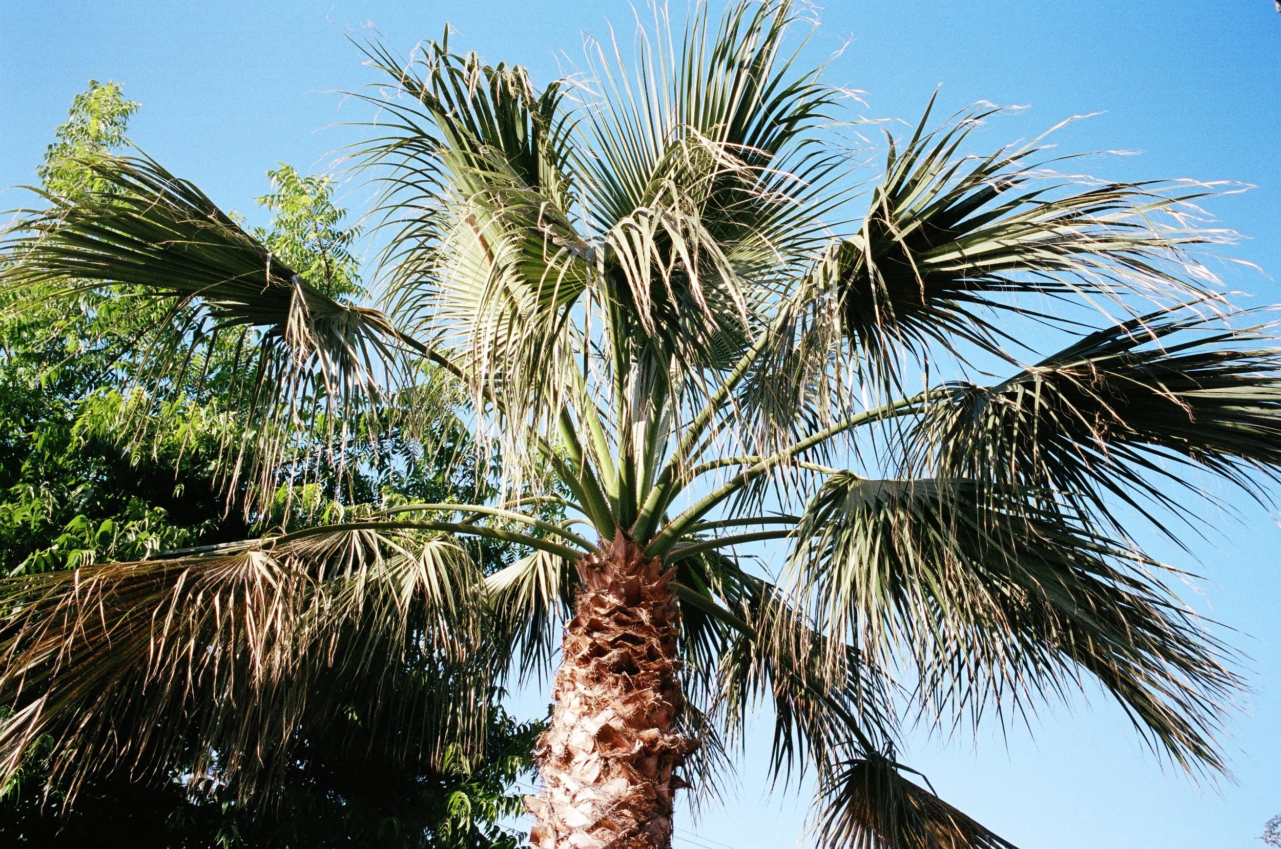  Obligatory palm tree to prove I was in California 