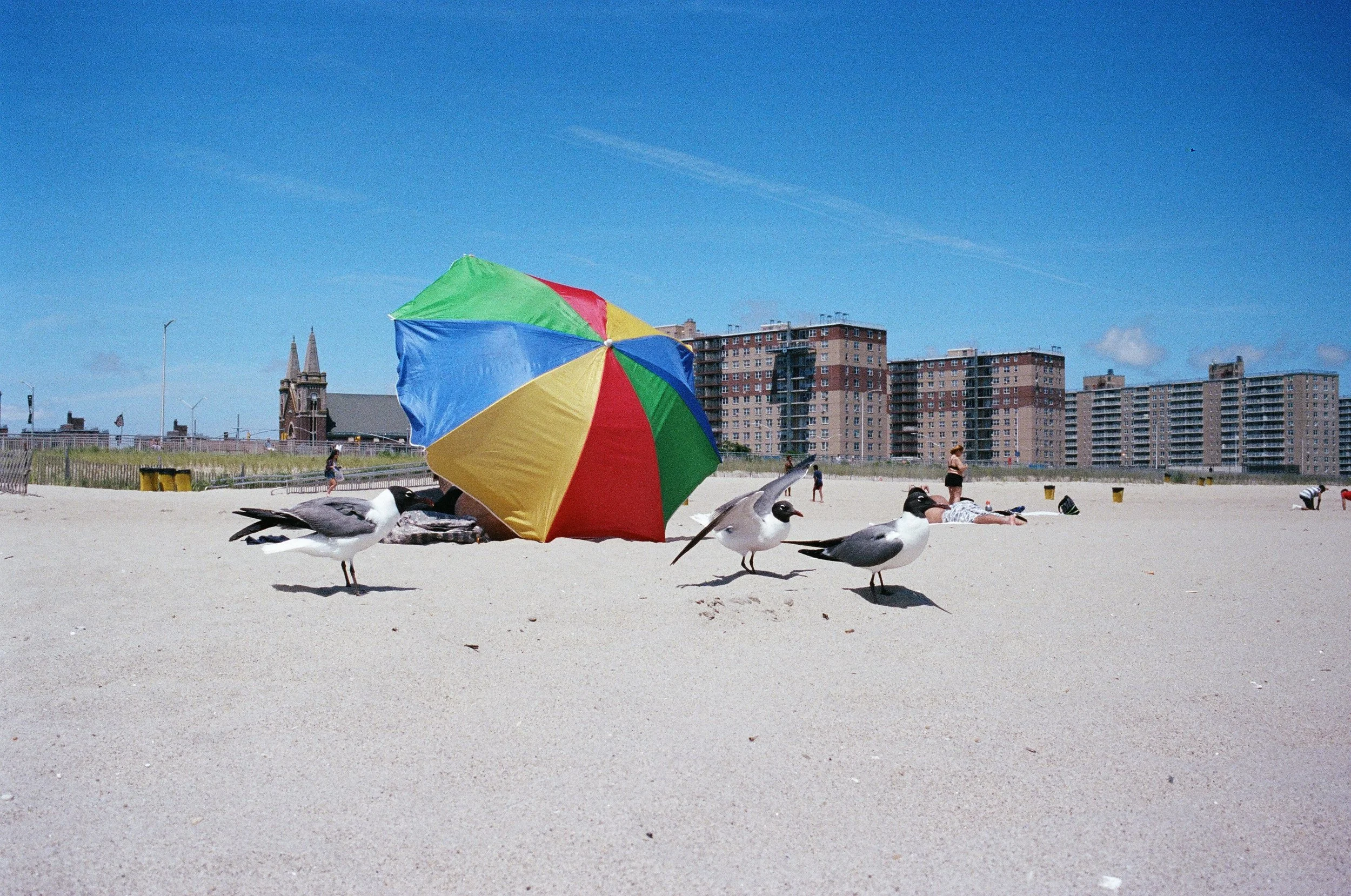  giant gulls looking for nutcrackers 