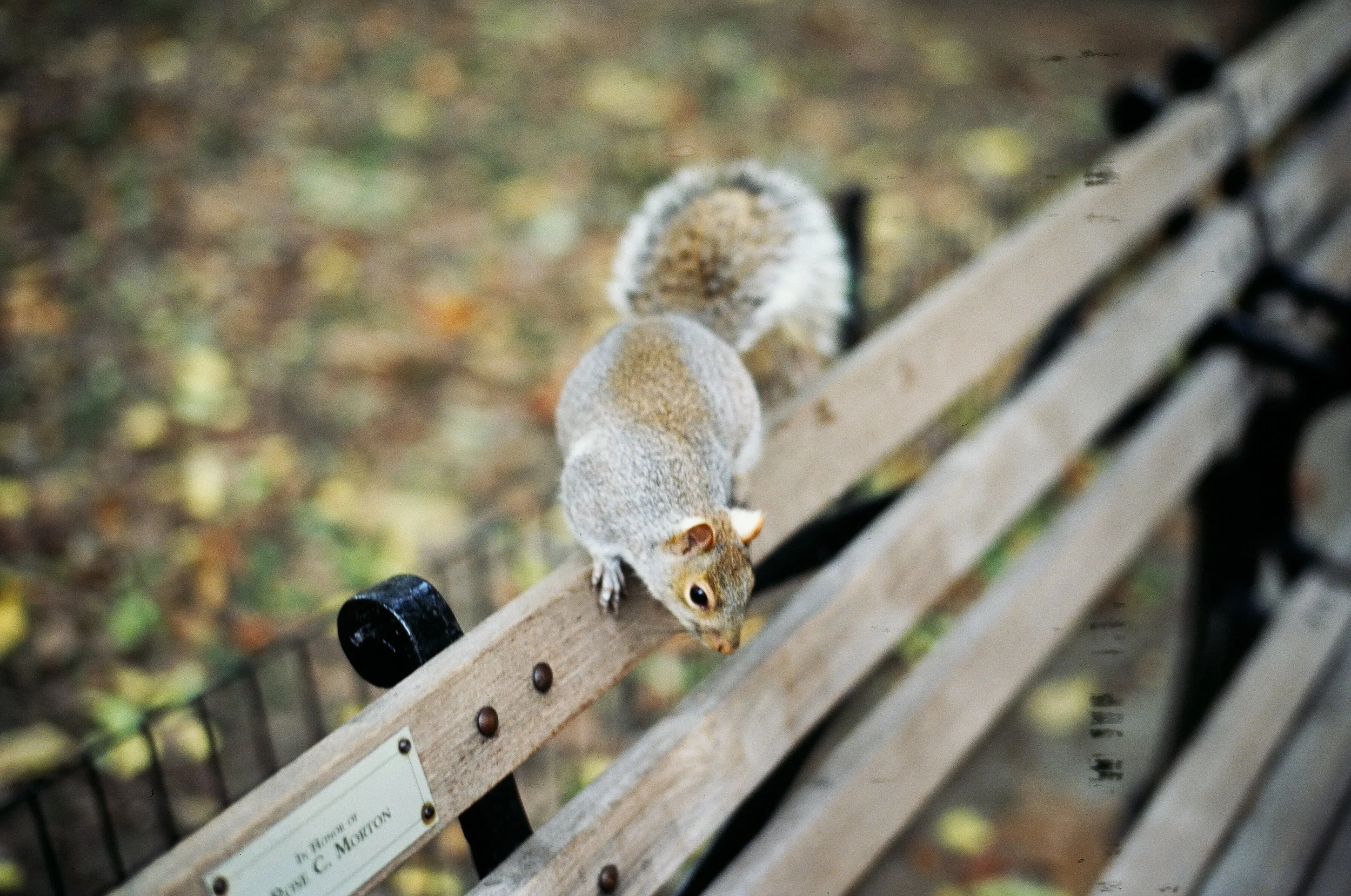  Looking for Shake Shack, or wondering what that smudge is on the right of the frame 