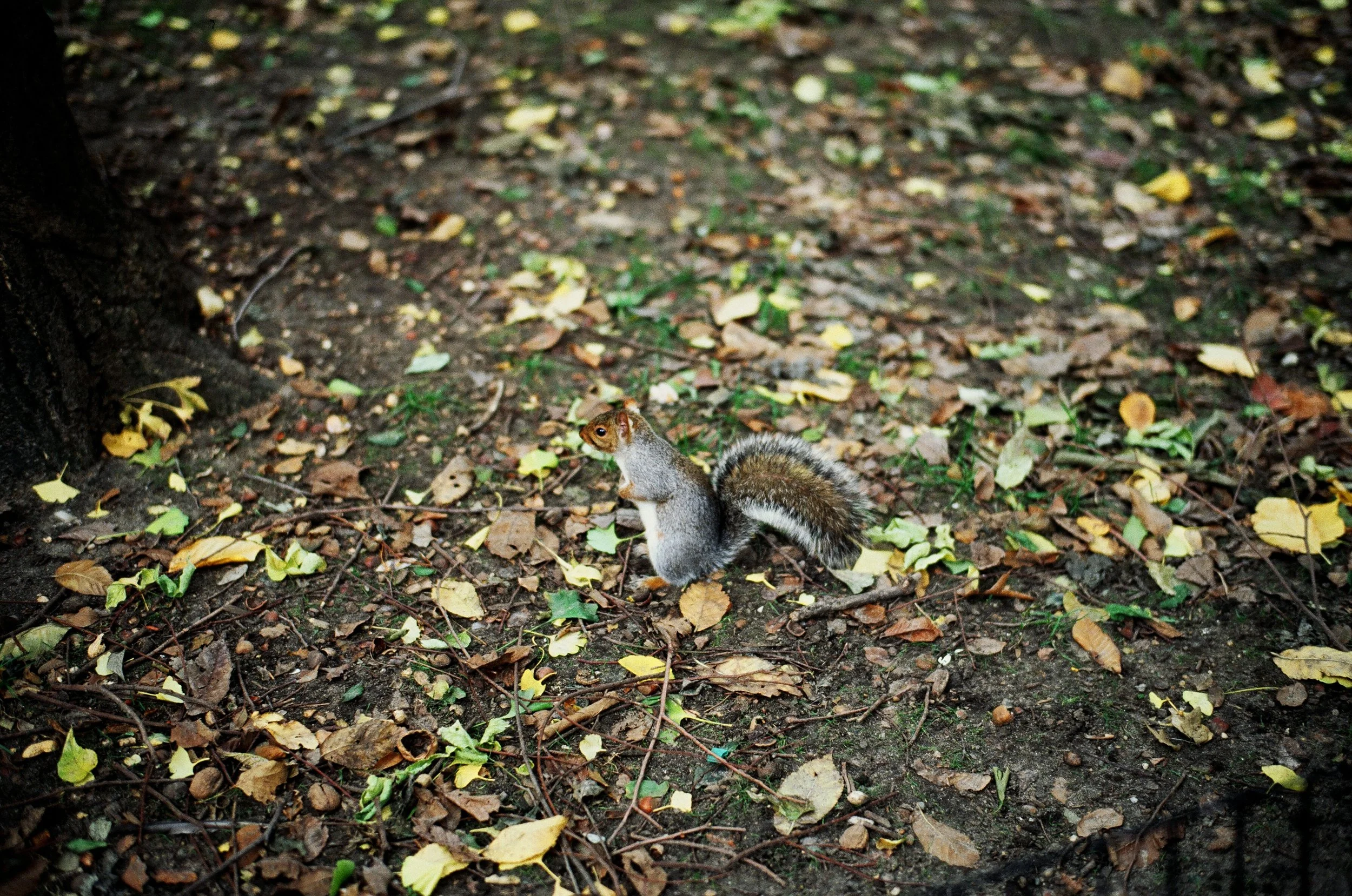  Manually focusing on wildlife is an exercise in futility 